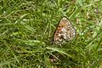 Small Pearl-Bordered Fritillary, Ben Lawers