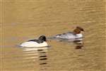 Goosander pair on the Forth and Clyde Canal, Glasgow
