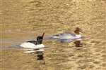 Goosander pair on the Forth and Clyde Canal, Glasgow