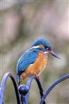 Kingfisher, East Kilbride