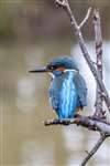 Kingfisher, East Kilbride