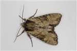 Clouded-bordered Brindle, Glasgow