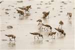 Sanderling flock with one Dunlin, Benbecula