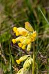 Cowslip, Cholsey