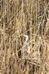 Grey Heron in a reed bed in a SuDS pond at Malls Mire Local Nature Reserve