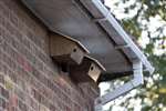 Swift nest boxes in Bicester, Oxfordshire
