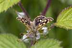Chequered Skipper butterfly, Glasdrum