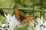 Small Pearl-bordered Fritillary butterfly taking off, Glasdrum