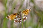 Small Pearl-bordered Fritillary butterfly, Glasdrum