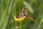 Small Pearl-bordered Fritillary butterflies, Glasdrum