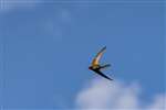 Swift in flight, Cholsey, Oxfordshire