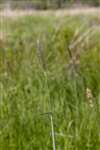Meadow Foxtail, RSPB Loch Lomond