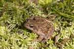 Common Frog, RSPB Loch Lomond