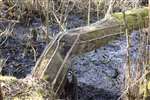 Beaver damage to trees, Loch Barnluasgan, Knapdale