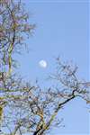 The Moon through an Alder tree, Knapdale