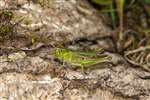 Common Green Grasshopper, RSPB Loch Lomond