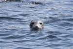 Grey Seal, Isle of May