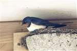 Barn Swallow, Isle of May
