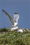 Herring Gulls, Isle of May