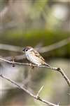 Tree Sparrow, Loch Spynie