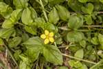 Yellow Pimpernel, Dell Woods