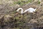 Mute Swan on nest, Caerlaverock