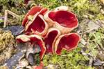Scarlet Elf Cup fungi, Caerlaverock