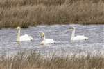 Whooper Swans, Caerlaverock