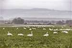Flock of Whooper Swans, Dumfriesshire