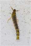 Caddis fly larva , Hamiltonhill Claypits
