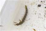 Water beetle larva, Hamiltonhill Claypits