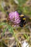 Buff-tailed Bumblebee on Red Clover, Hamiltonhill Claypits