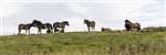 Exmoor Pony herd, Cochno