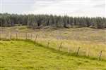 Area grazed by Exmoor Ponies, Cochno