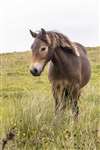Exmoor Pony, Cochno