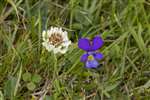 Wild Pansy or Heartsease and White Clover, Cochno