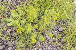 Pineapple Weed, Cochno