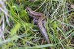Common Lizard, Grantown East