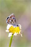 Northern Brown Argus butterfly on Ox-Eye Daisy, Grantown East