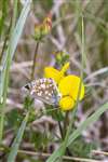 Northern Brown Argus butterfly on Bird's Foot Trefoil near Grantown -on-Spey