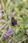 Northern Brown Argus butterfly on Downy Birch, Grantown-on-Spey