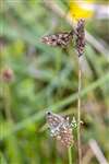 Small Pearl-bordered Fritillary  and Northern Brown Argus butterflies, Grantown-on-Spey