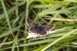 Northern Brown Argus butterfly upperwings near Grantown-on-Spey