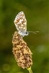 Northern Brown Argus butterfly underwings, near Grantown-on-Spey