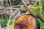 Foraging House Sparrow, Caerlaverock