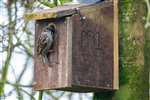 House Sparrow Nest Box, Caerlaverock