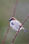 House Sparrow on Branch, Caerlaverock