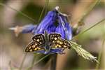 Chequered Skipper on Common Bluebell, Glasdrum