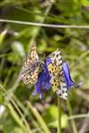 Chequered Skipper and Speckled Yellow on Common Bluebell, Glasdrum