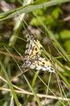 Speckled Yellow moth, Glasdrum